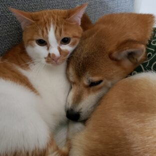 「猫と犬を仲良く育てるための重要ポイント」