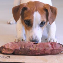 犬にさつまいもは安全？栄養と注意点を解説