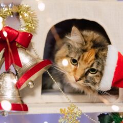 愛猫と過ごすクリスマス！楽しいアイデア集