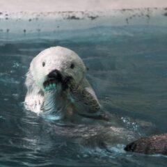 ラッコの毛はどうしてこんなに柔らかい？