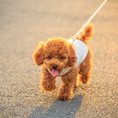 犬の健康を守る散歩の頻度とポイント