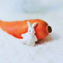 うさぎは本当はにんじん嫌い？真実を探る