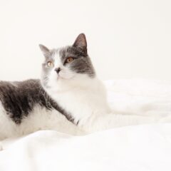 ハチワレ猫の性格の秘密！愛らしさの理由