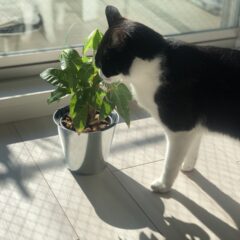 猫にNGな植物一覧｜愛猫を守るための必見ガイド