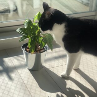 猫にNGな植物一覧｜愛猫を守るための必見ガイド