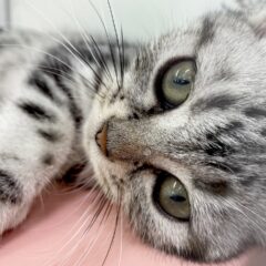 飼いやすい！アメリカンショートヘアの魅力とは