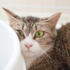 猫の瞳の色：イエローの意味と特徴