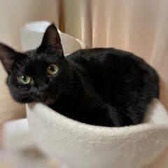 「黒猫がもたらすスピリチュアルなメッセージ」