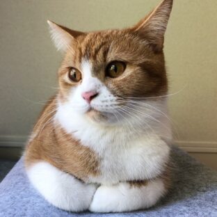 猫の短毛のメリットとデメリットとは?