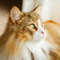 長毛猫の魅力と注意点：飼う前に知っておきたいこと