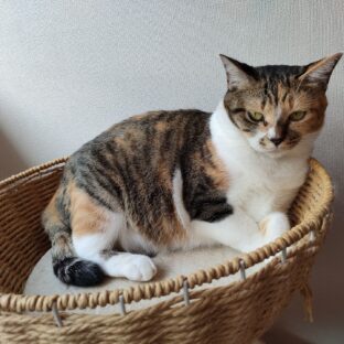 「キジ三毛猫とは？性格や飼い方ガイド」