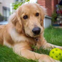 ゴールデンレトリバーの性格：優しさの秘密とは