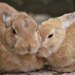 毛色別！茶色のうさぎの種類と性格