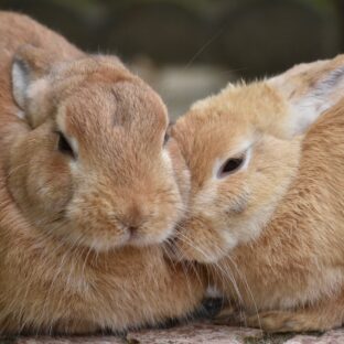 毛色別！茶色のうさぎの種類と性格