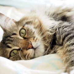 メインクーンの性格: 友好的で賢い猫の魅力