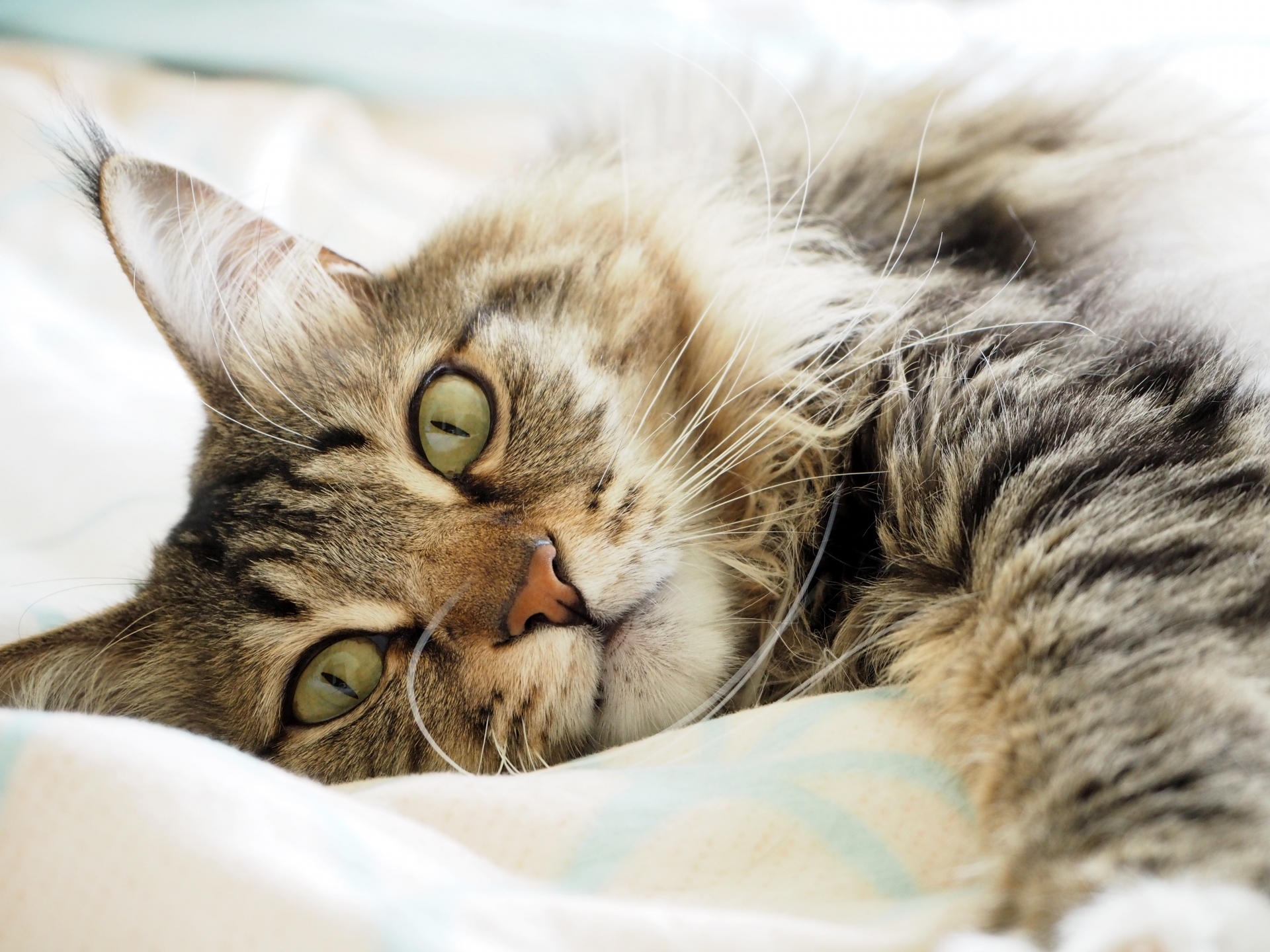 猫　メインクーン　綺麗な姿　気品冴える感じさせられる 実際に大型猫メインクーンを飼うとこんな1日が待っています。 - YouTube