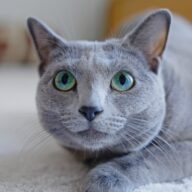 猫がもたらす！スピリチュアルな幸運を引き寄せる方法