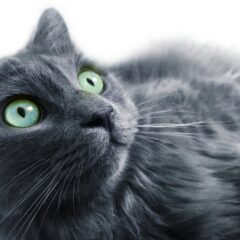 「ブルーキャットの魅力！幸運を招く理由とは」