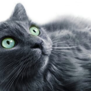 「ブルーキャットの魅力！幸運を招く理由とは」