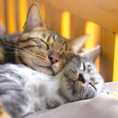 「ねこの見た目別に見る性格の特徴」