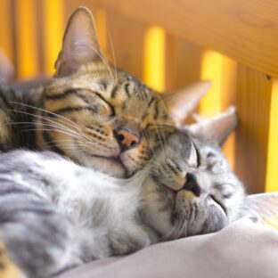 「ねこの見た目別に見る性格の特徴」