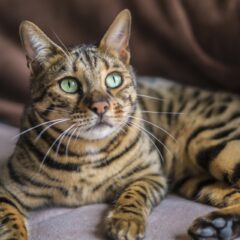 猫のスピリチュアルな意味とは？心を癒す力を解説
