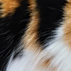 黒三毛猫の性格分析！愛される理由とは