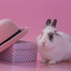 ネザーランド・ドワーフの性格とは？魅力を徹底解説！