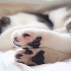 猫の肉球の色はなぜ違う？その理由を解説