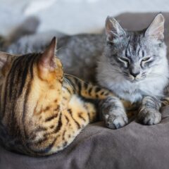 猫の認知症のサインとは？早期発見ガイド