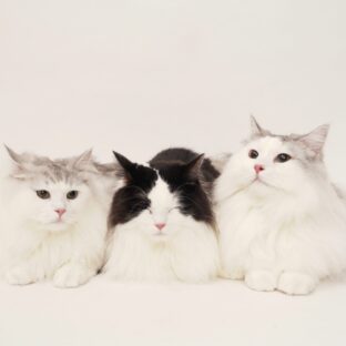 初心者必見!猫の多頭飼いのメリットまとめ