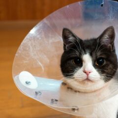 「猫を守る！不妊・去勢手術のメリット解説」