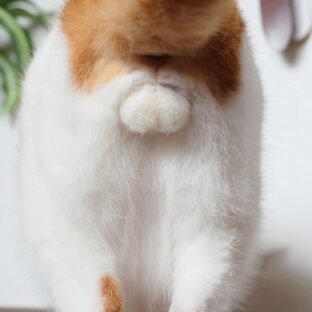 猫のタマタマ去勢後の変化とは?