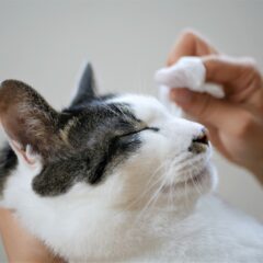猫の目やにの色から分かる体調チェック法