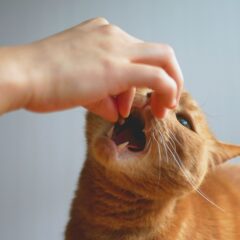 猫の食事回数は何回がベスト？健康管理のポイント