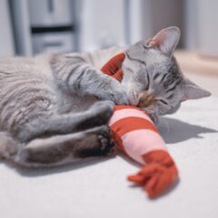 なぜ猫は蹴り蹴りするの？その心理