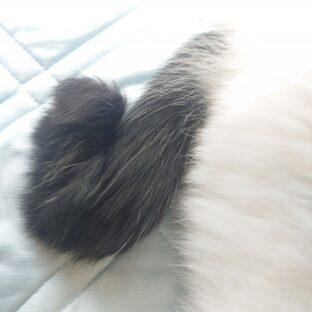 鍵しっぽの猫、なぜそうなる?理由を徹底解説