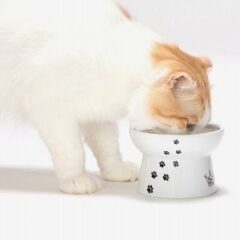 猫に最適なフードボウル5選と選び方