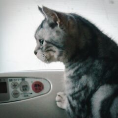 猫の行動心理を解明！飼い主が知るべき10のポイント