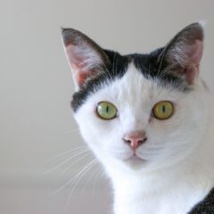 白黒ハチワレ猫にぴったりの名前20選