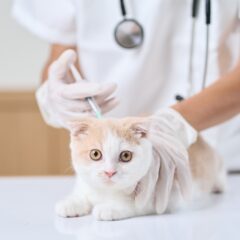 初心者向け！猫の保護活動の始め方ガイド