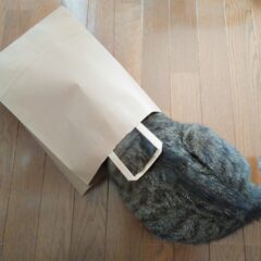 「猫との暮らしを快適にするアイデア集」