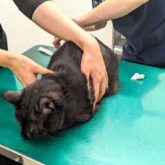 「猫を保護したら知っておきたい基礎知識」