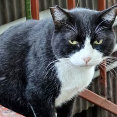 ハチワレ猫の性格とは？悪いって本当？