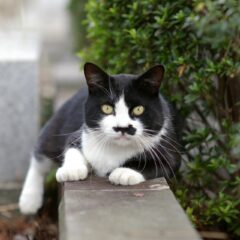 ハチワレ猫に合うおしゃれな白黒名前