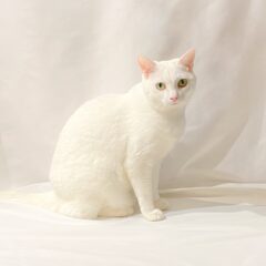 白猫の名前アイデア15選！可愛い名前を見つけよう