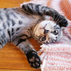 2025年版！人気の猫の名前ランキング