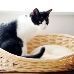 春に最適！猫が喜ぶベッドの選び方