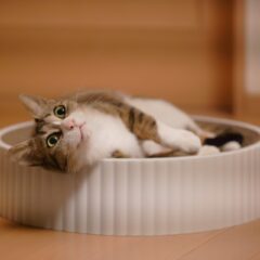 猫のための春のベッド特集。快適生活の秘訣！