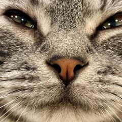 猫のひげの不思議！狭い場所を通れる理由